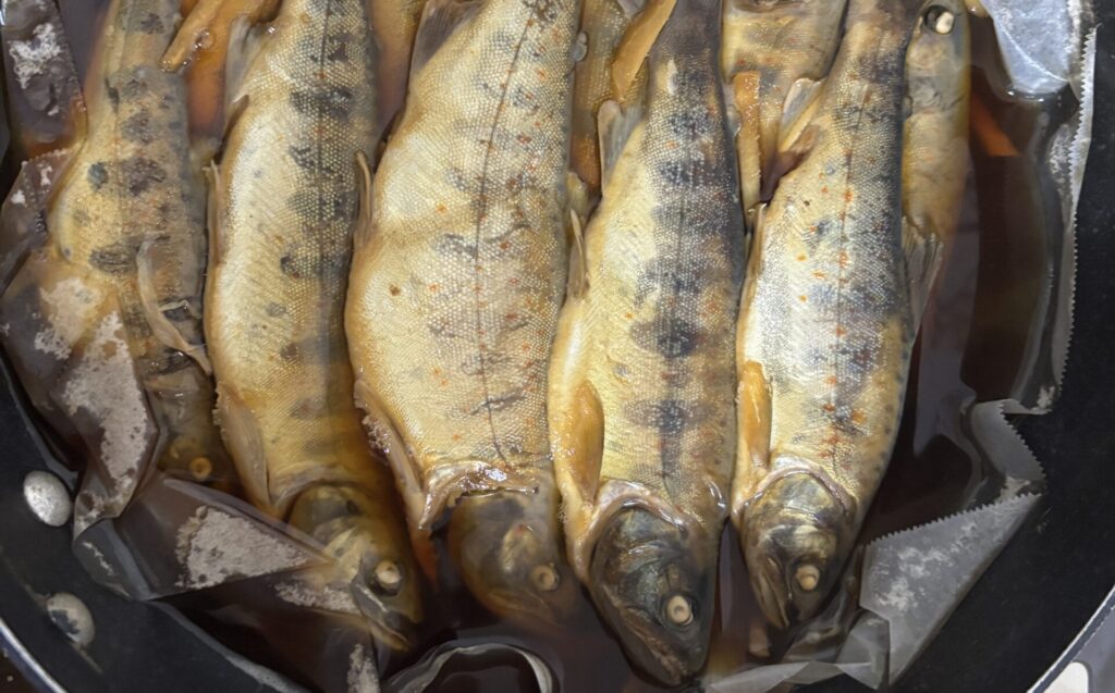 葛川アマゴ釣り 水温15℃の攻略 夕方に反応アップ
