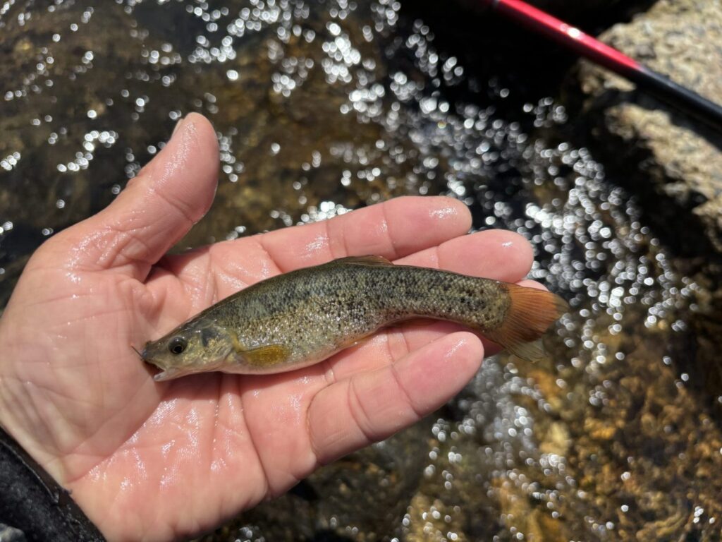 子供の頃によく釣れたけど今じゃたまに見る程度まで少なくなったのか?
